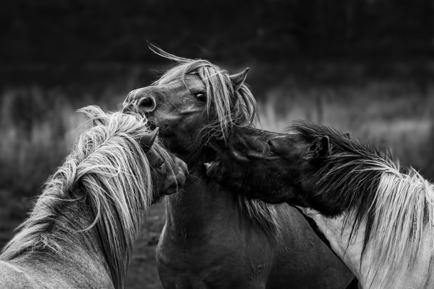 Three Shetland ponies fighting