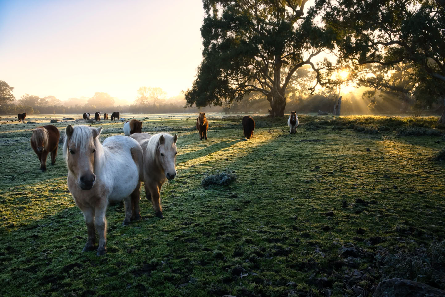 Group of Shetland mares on a foggy morning
